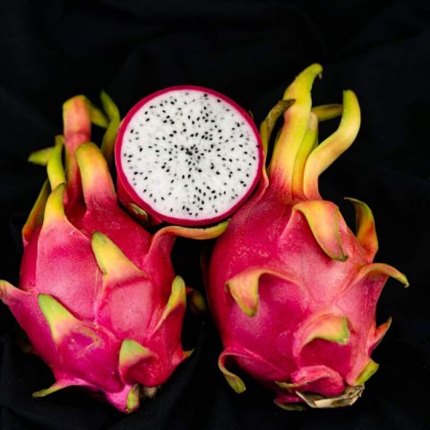 SELENICEREUS UNDATUS - PITAHAYA