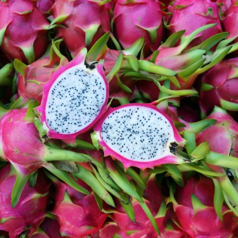 SELENICEREUS UNDATUS Vietnam white - PITAHAYA Vietnam white