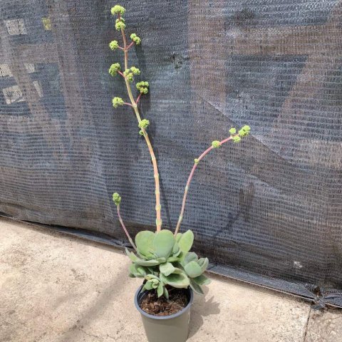 CRASSULA OBVALLATA - Ogre Ears, Money Plant