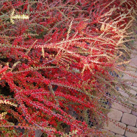 COTONEASTER HORIZONTALIS - Horizontal Rockspray #1