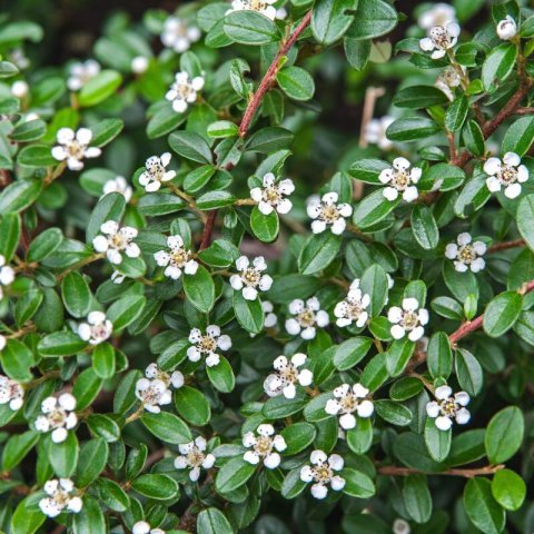 COTONEASTER HORIZONTALIS - Horizontal Rockspray #2