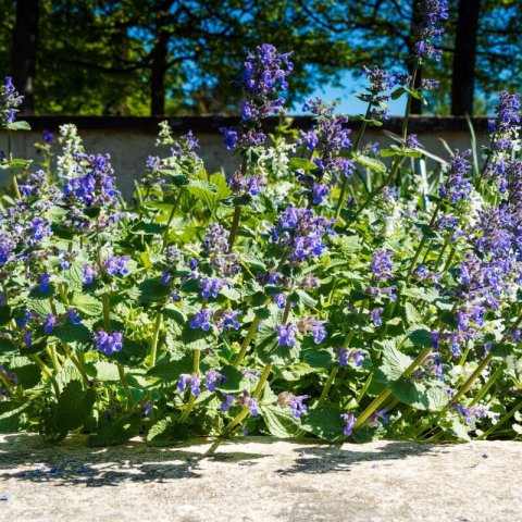 NEPETA FASSENII - Walkers Low Catmint