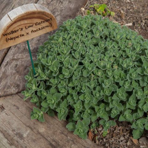 NEPETA FAASSENII (N. mussinii) Walker's Low