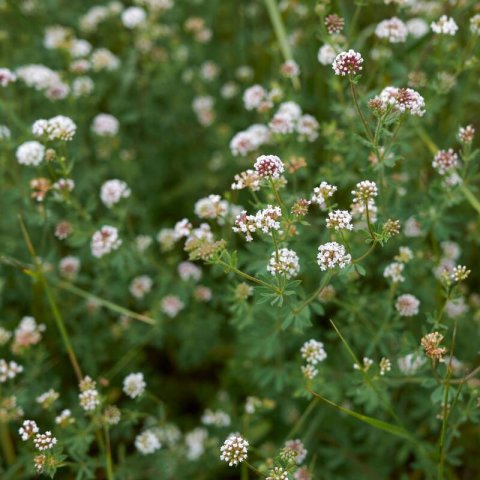 DORYCNIUM PENTAPHYLLUM - Bocha blanca