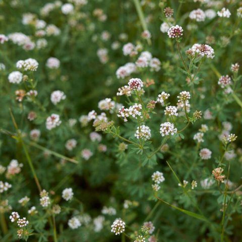 DORYCNIUM PENTAPHYLLUM - Prostrate Canary Clover