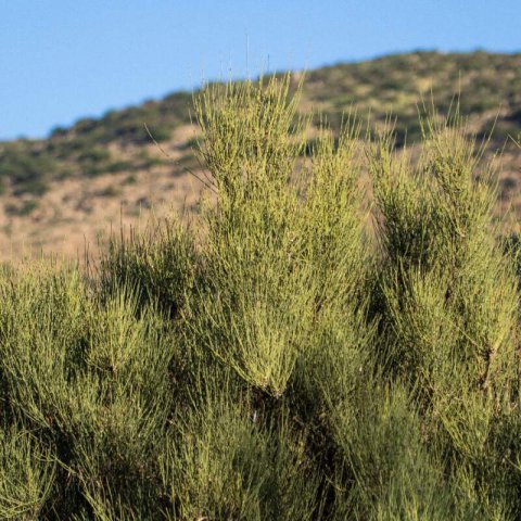 EPHEDRA FRAGILIS