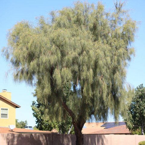 ACACIA STENOPHYLLA - Shoestring Acacia