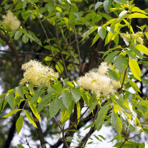 FRAXINUS EXCELSIOR (Identificado) E-255-08 Pirineo Axial
