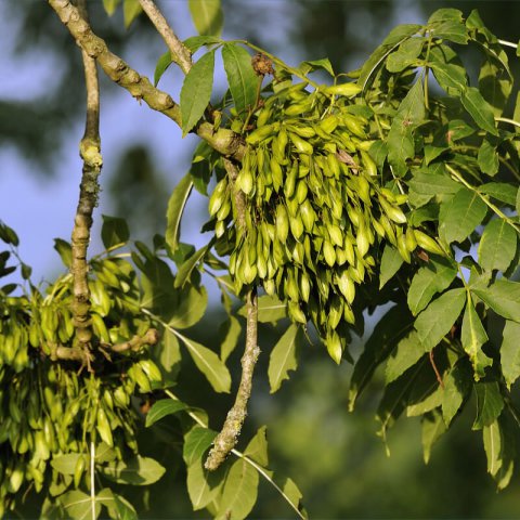 FRAXINUS EXCELSIOR (Identificado) E-255-08 Pirineo Axial