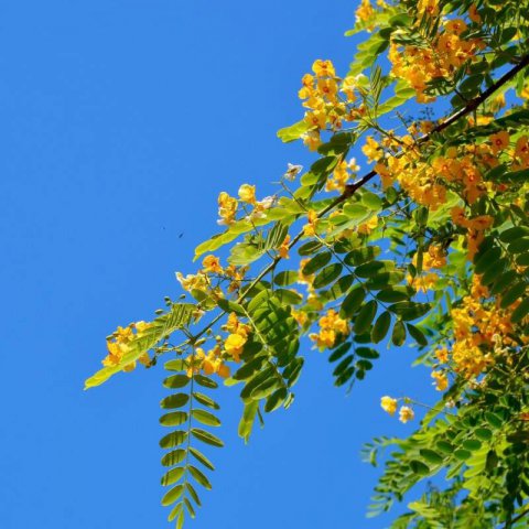 PELTOPHORUM AFRICANUM - Weeping Wattle