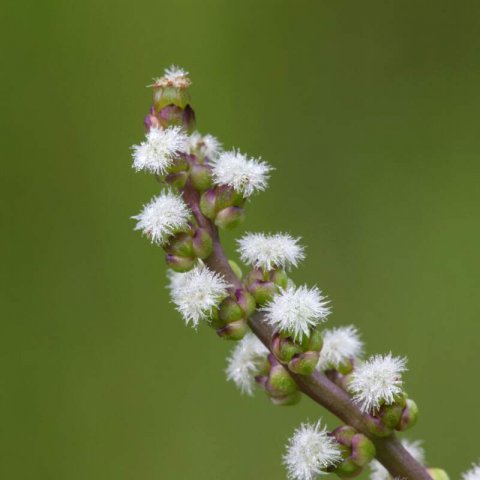 TRIGLOCHIN MARITIMA - Arrowgrass