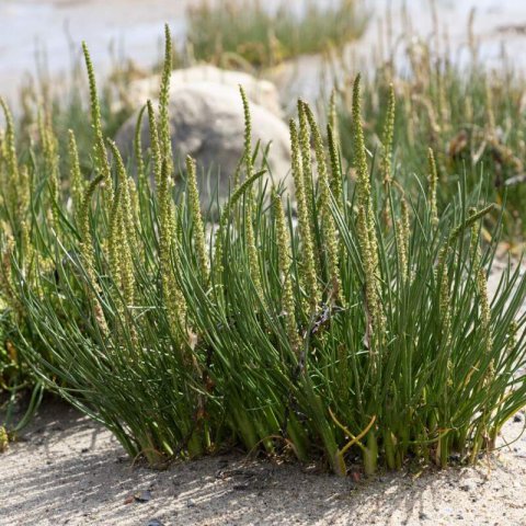 TRIGLOCHIN MARITIMA - Arrowgrass