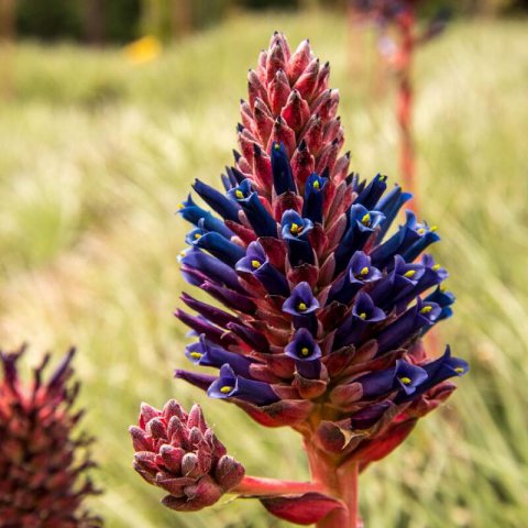 PUYA VENUSTA - Chagualillo