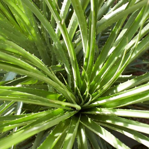 PUYA VENUSTA - Chagualillo