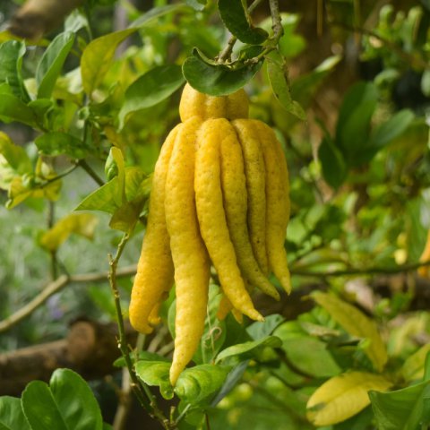 CITRUS MEDICA VAR. SARCODACTYLIS - Fingered citron