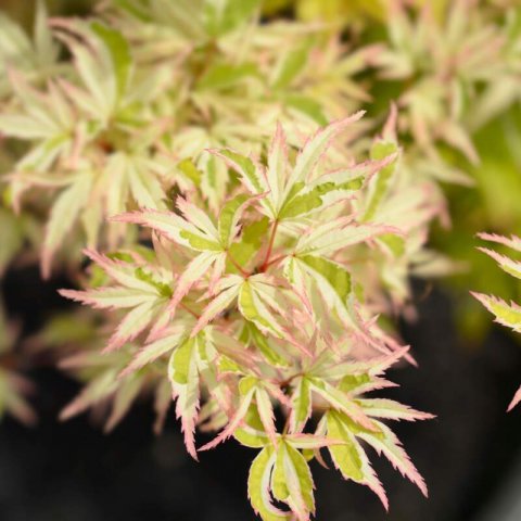 ACER PALMATUM Butterfly - Japanese Maple Butterfly