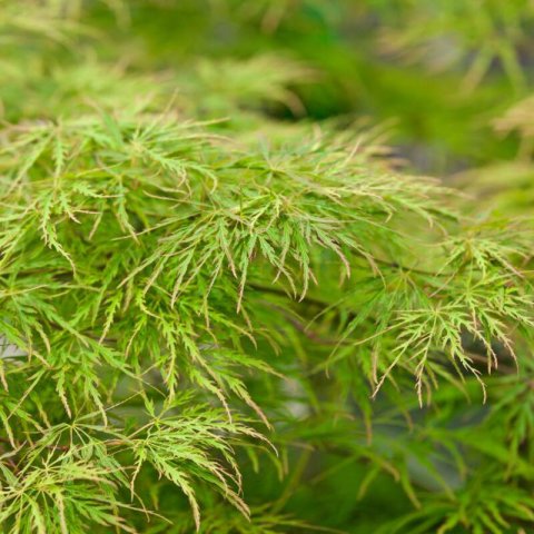 ACER PALMATUM Dissectum - Japanese Maple Dissectum