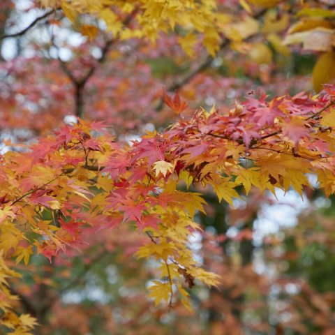 ACER PALMATUM Orange Dream - Japanese Maple Orange Dream