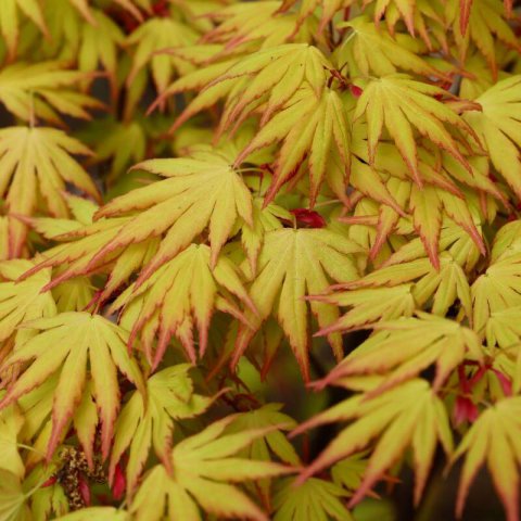 ACER PALMATUM Orange Dream - Japanese Maple Orange Dream