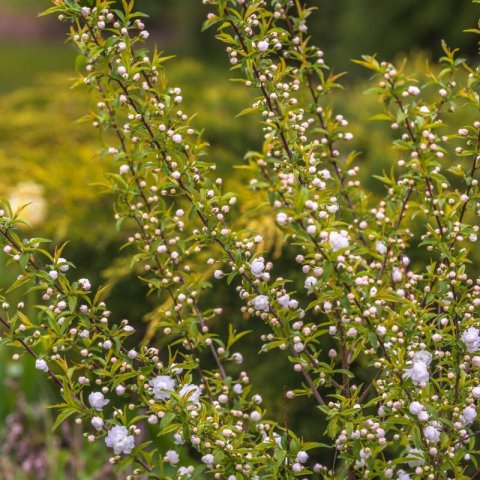 PRUNUS GLANDULOSA Alba Plena