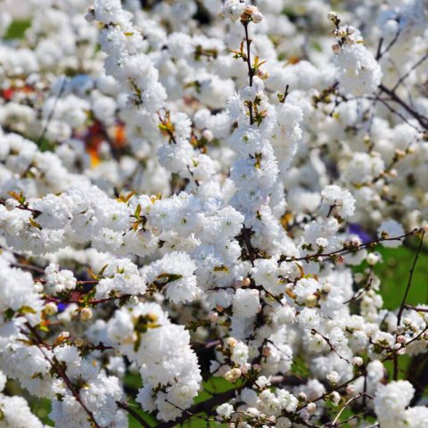 PRUNUS GLANDULOSA Alba Plena