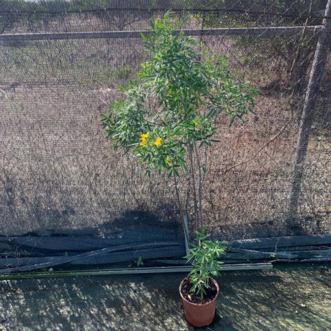 SENNA CORYMBOSA