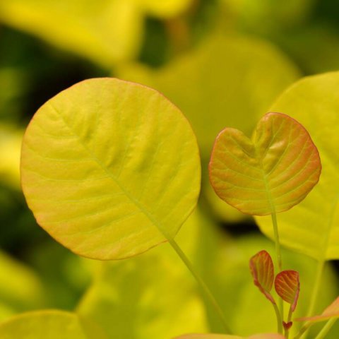 COTINUS COGGYGRIA Golden Spirit - rbol de las pelucas