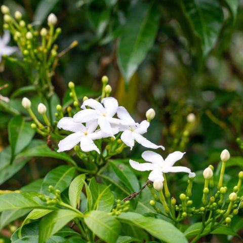 JASMINUM SAMBAC - Jasmin dArabie, Jasmin sambac #1