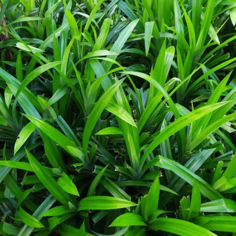 PANDANUS AMARYLLIFOLIUS