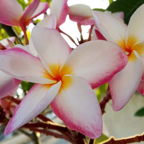 PLUMERIA RUBRA - Frangipani #1