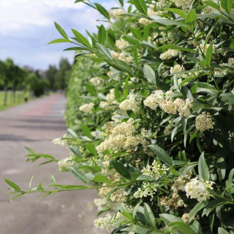 LIGUSTRUM VULGARE - European Privet