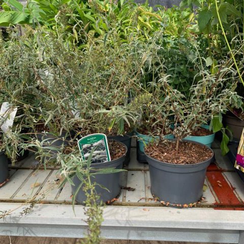 BUDDLEJA DAVIDII Nanho White - Arbre aux papillons nain blanc #1