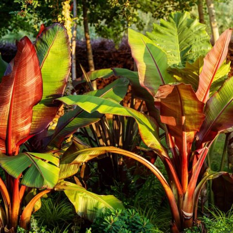 ENSETE VENTRICOSUM Maurelii - Abyssinian banana
