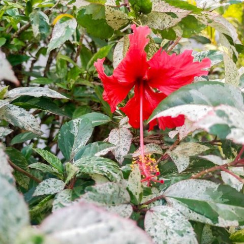 HIBISCUS ROSA SINENSIS Variegata - Red Tropical Hibiscus variegata