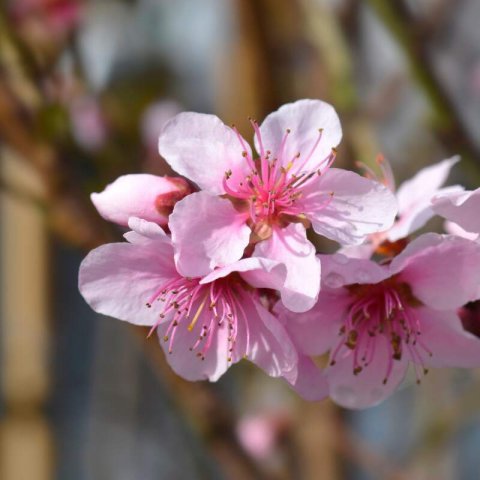 PRUNUS PERSICA - MELOCOTONERO Baby Gold