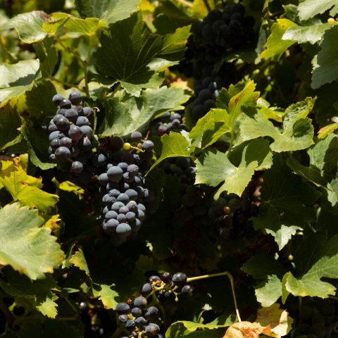 VITIS VINIFERA - VID Garnacha