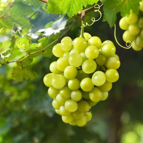 VITIS VINIFERA - UVA DE MESA Aledo