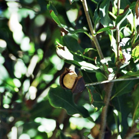 MACADAMIA INTEGRIFOLIA - Nuez de Macadamia
