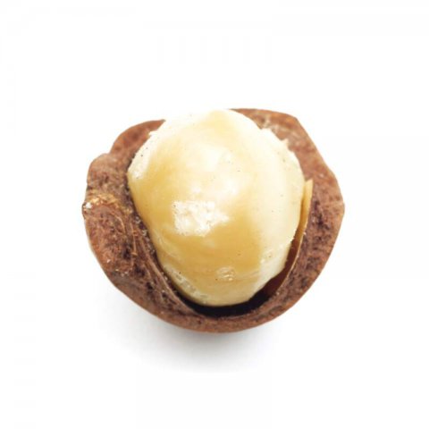 MACADAMIA INTEGRIFOLIA - Nuez de Macadamia