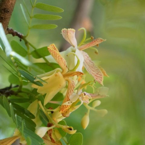 TAMARINDUS INDICA - Tamarind