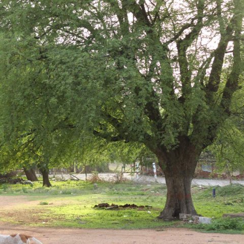 TAMARINDUS INDICA
