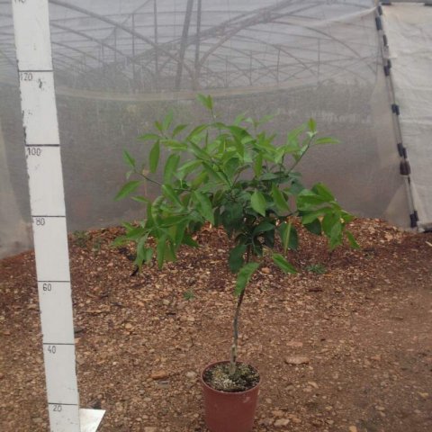 CITRUS DELICIOSA - Mandarinier Avana Apireno #1