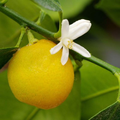 CITROFORTUNELLA MICROCARPA - Calamondin #2