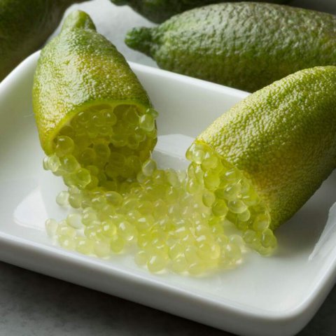 CITRUS AUSTRALASICA - Caviar lime