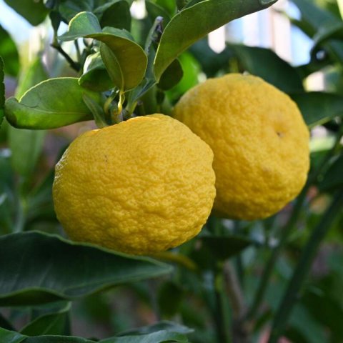 CITRUS ICHANGENSIS x CITRUS RETICULATA var.  AUSTERA -Yuzu