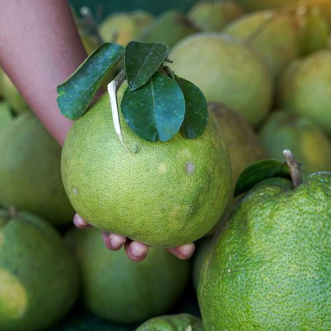 CITRUS MAXIMA var. CHANDLER - Chandler Pomelo Tree