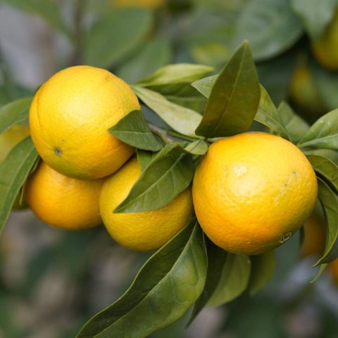 CITRUS SINENSIS - Orange Tree Navelina