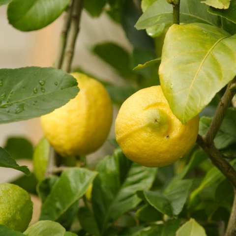 CITRUS x LIMON