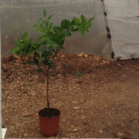 CITRUS SINENSIS - Orange Tree Valencia Delta Seedless