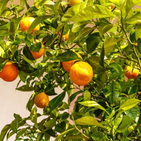 CITRUS x AURANTIUM - Bitter Orange